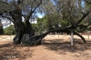 Mit Beton befüllter Olivenbaum>Brijuni Insel