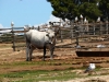 Tierpark>Brijuni Insel