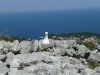 INSEL LOSINJ > Blick auf Veli Losinj