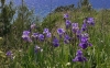 Kroatien: IRIS, die Nationalblume