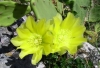 NATIONALPARK KORNATI > Kaktusblüte
