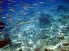 ADRIATISCHES MEER > Unterwasser vor Marusici (Dalmatien) > Hornhecht mit "Beute".