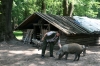 Sisacko-moslavacka: POSAVINA > Schweinehirten im Lonjsko Polje