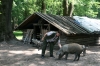 Sisacko-moslavacka: POSAVINA > Schweinehirten im Lonjsko Polje