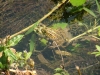 KRKA Nationalpark > Natur am Rande