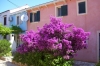 ILOVIK > Bougainvillea