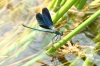 Dalmatien: KRKA > Libelle am Wasser 2
