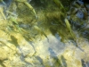 Dalmatien: KRKA > Bei den Krka-Wasserfällen > Fische