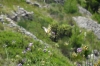 Dalmatien: BOL auf Brac > Schmetterling