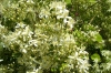 Dalmatien: INSEL HVAR > Clematis am Wegrand