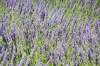 Dalmatien: INSEL HVAR > Lavendel