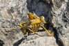 Dalmatien: NATURPARK VELEBIT > Zrmanja > Schrecken