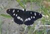 Dalmatien: Insel MLJET > Schmetterling am Strand