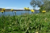 Istrien: POMER > Gelbe Blüten vor blauem Meer