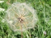 Kvarner: BASKA auf KRK > Pusteblume