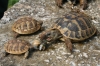 Dalmatien: Insel Korcula > Schneckenmahlzeit der Schildkröten
