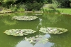Landesinnere: ZAGREB > Teich im Botanischen Garten