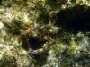 Kvarner/Velebit: KARLOBAG > Krebs Kvarner/Velebit: KARLOBAG > Krebs
