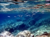 Dalmatien: KARBUNI auf Korcula > Meeräschen