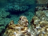 Dalmatien: KARBUNI auf Korcula > Unterwasserlandschaft