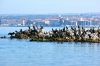 Istrien: POREC > Kormorane