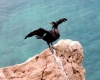 Kvarner: BASKA Insel KRK > Kormoran