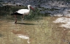 Landesinneres: Storch im Lonjsko Polje