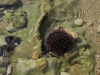 Dalmatien: INSEL HVAR > Seeigel im flachen Wasser