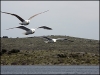 Dalmatien-Nord: BOOTSFAHRT in den NATURPAK TELASCICA > Möwen > Geschichte01