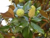 Kvarner:OPATIJA< Magnolia Magnifica