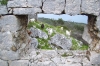 Dalmatien: INSEL LOPUD > Ziegenherde bei spanischer Festung