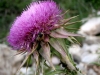 Kvarner: Insel KRK am Strazice - Distelblüte mit Besuch