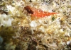 Istrien: RAVNI > Roter Spitzkopf-Schleimfisch