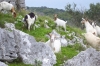 Dalmatien: INSEL LOPUD > Ziegenherde bei der Festung