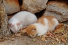 Dalmatien: DUGI OTOK > Bozava > schlafende Katzen