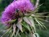 Kvarner: Insel KRK am Strazice - Distelblüte mit Besuch