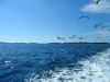 Istrien: BRIJUNI INSELN > Schifffahrt zu den Inseln