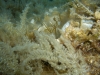Istrien: RAVNI > Unterwasserlandschaft