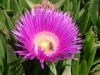 Kvarner: oto Krk > Biene auf Blüte