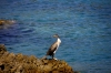 Kvarner: MARTINSCICA auf Insel Cres > Kormoran