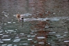 Istrien:ROVINJ>Dog swimming Istrien:ROVINJ>Dog swimming