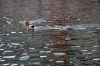 Istrien:ROVINJ>Dog swimming