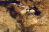 Dalmatien: JELSA auf der Insel Hvar > Schleimfisch