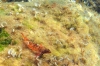 Kvarner: SILO auf der Insel Krk > Roter Spitzkopfschleimfisch