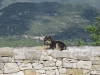 Pican  Hund auf Steinmauer