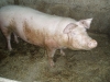 edles Schwein