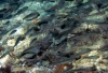Dalmatien: In der Adria vor STANICI > Schwarm kleine Ährenfische