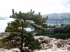 Kvarner: BAŠKA/Krk > Blick auf die Bucht mit Lieblings-Kiefer