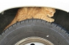 Dalmatien: SALI > Katze auf LKW-Reifen