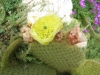 Istrien: BALE > Blumen Kaktusblüte